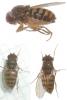 Drosophila hydei